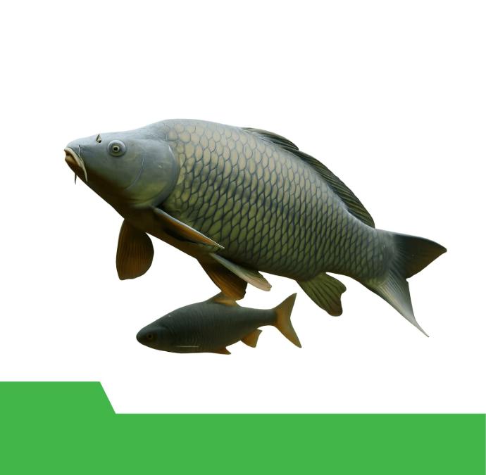 خوراک آبزیان