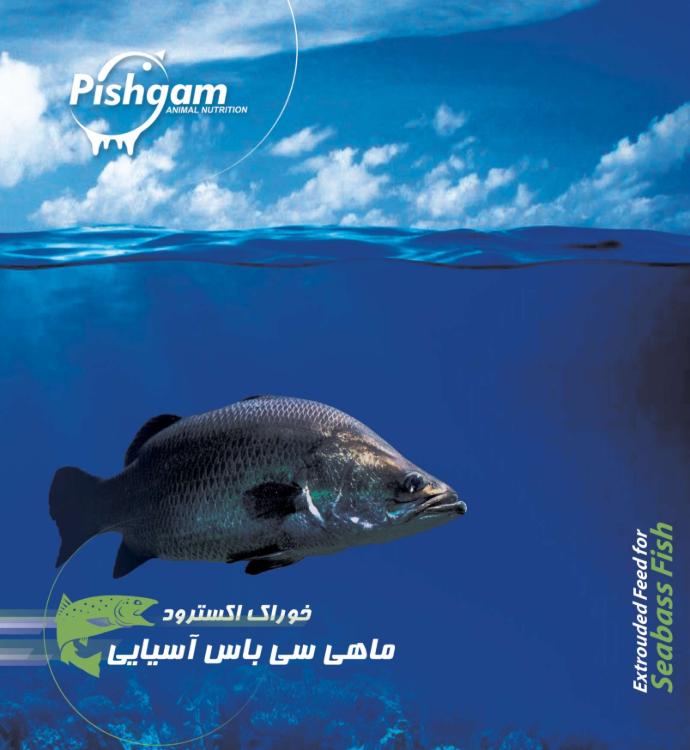 اکسترود ماهی سی باس آسیایی