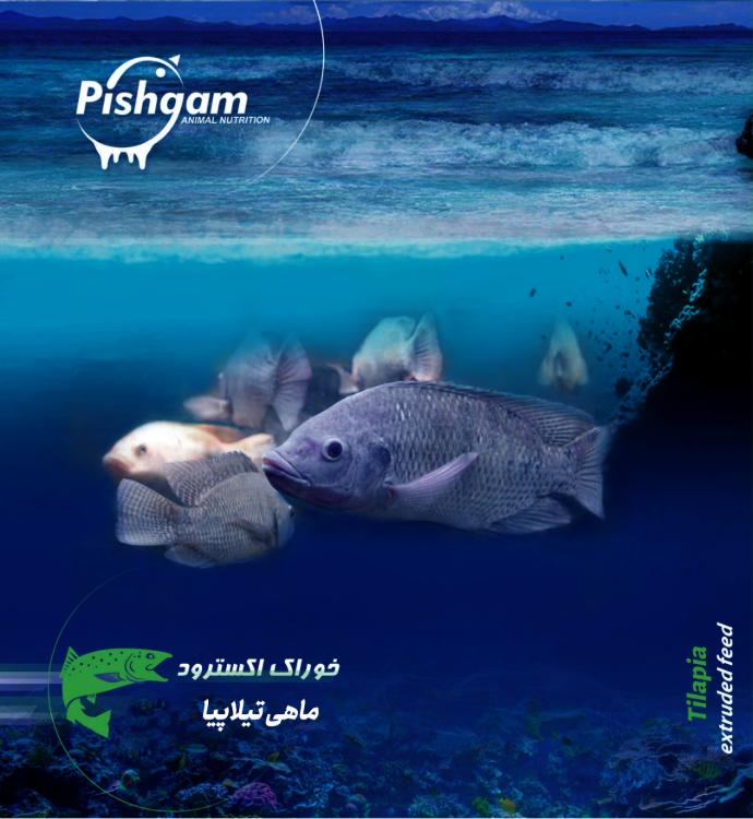 اکسترود ماهی تیلاپیا