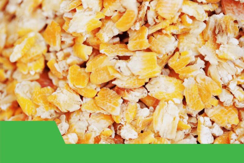 تولید استیم فلیک غلات